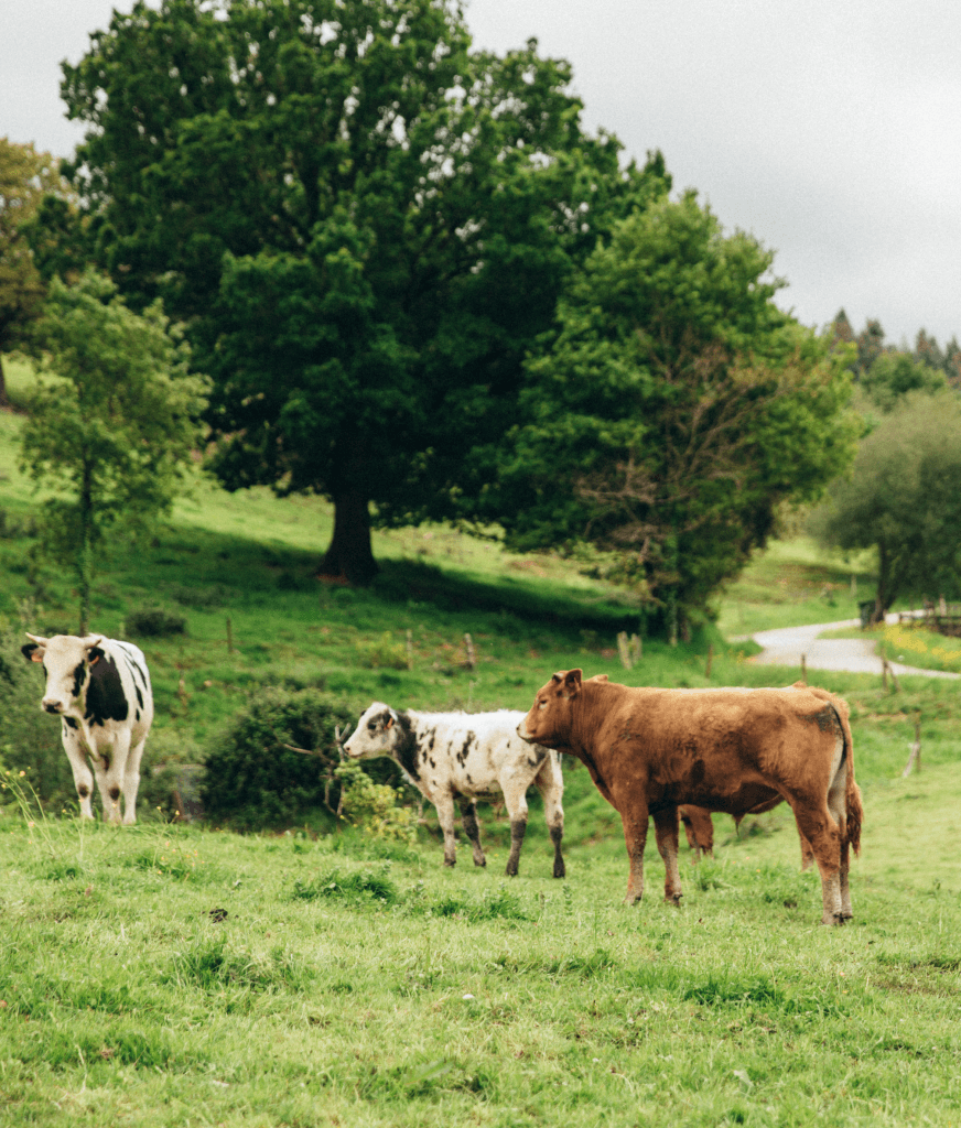 Ganado en Primorías, pastando en libertad